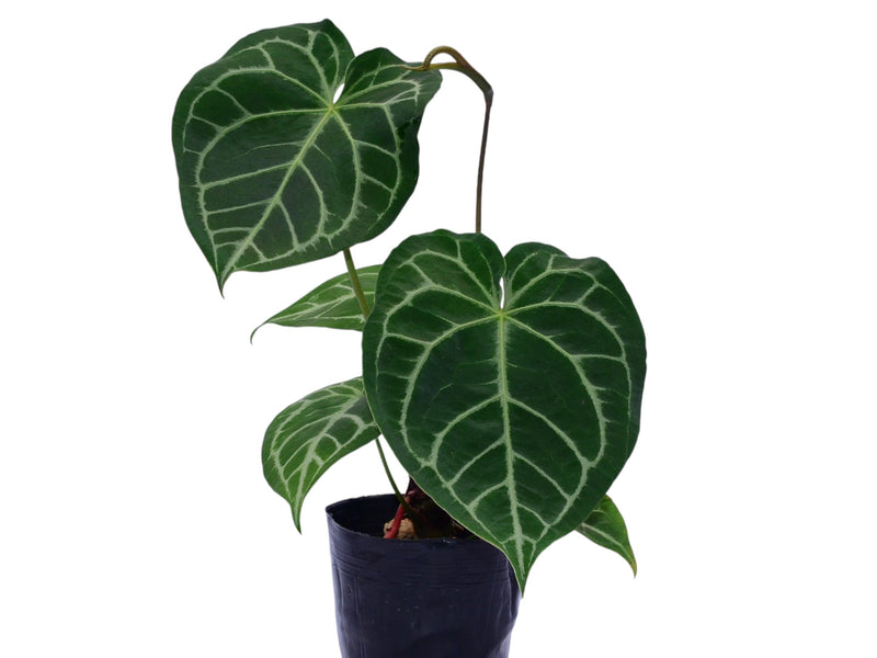 Anthurium forgetii x Anthurium Silver Blush