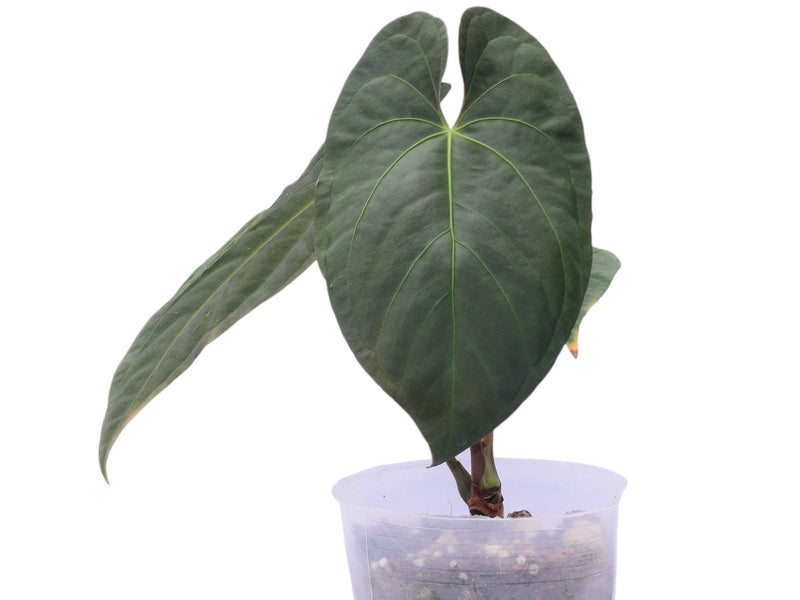 anthurium chamberlainii for sale Anthurium papillilaminum x Anthurium Fantasy 'Inverse crossing' — Ecuagenera Orquídeas del Ecuador