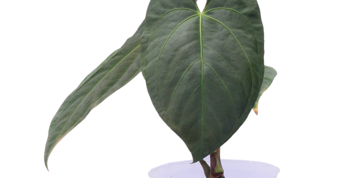 Anthurium papillilaminum x Anthurium Fantasy 'Inverse crossing