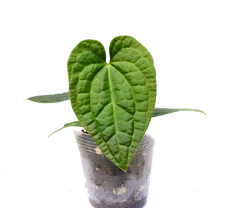 Anthurium Silver Streak x Anthurium luxurians