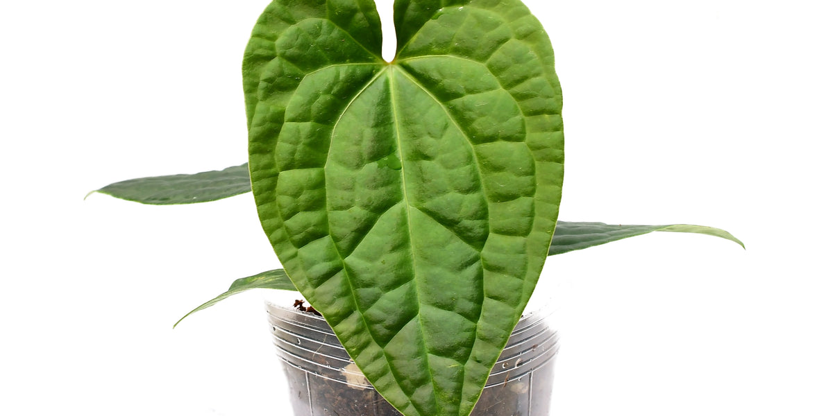 anthurium luxurians silver Anthurium Silver Streak x Anthurium luxurians