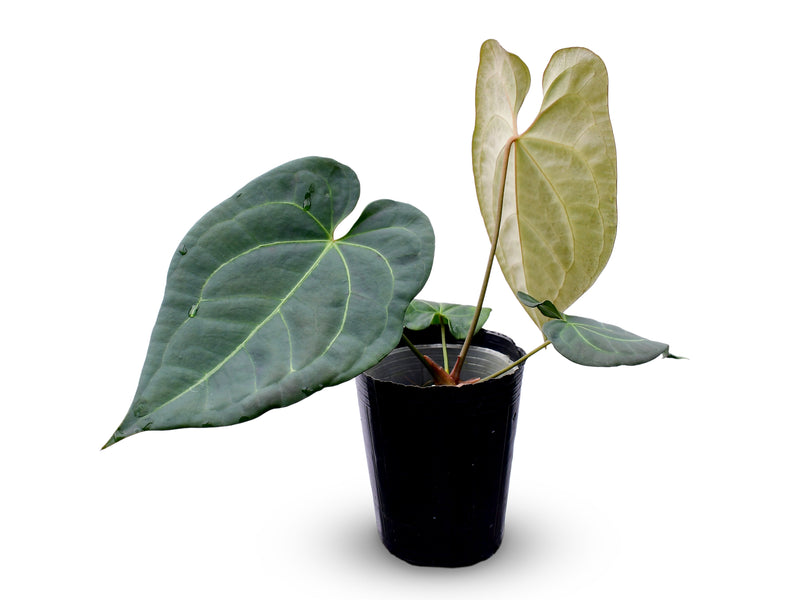 Anthurium Amazon Fox x Anthurium forgetii