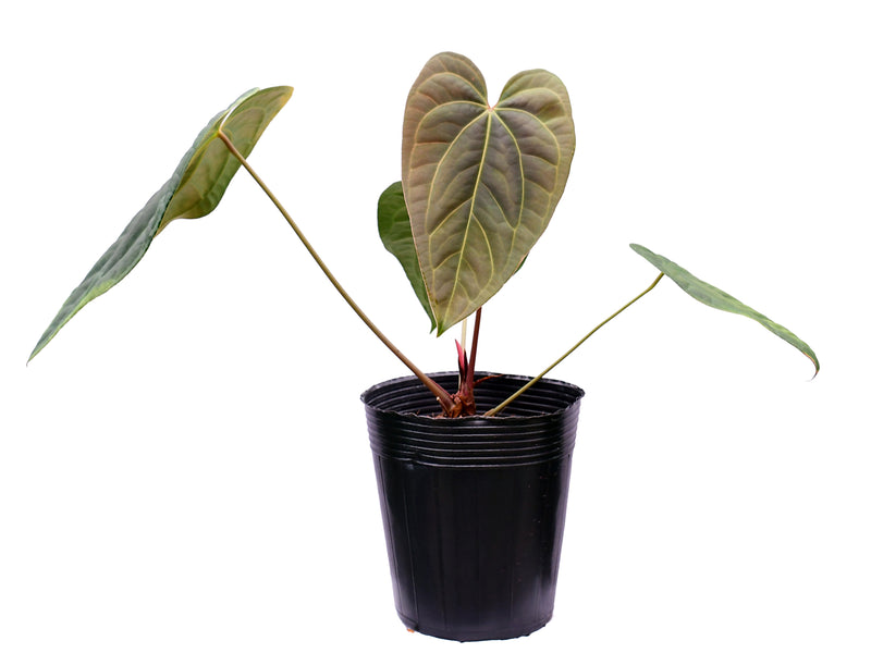 Anthurium Cuyabeno Soul x Anthurium Deborah Ward