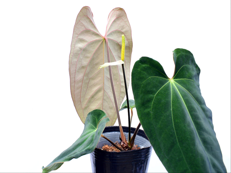 Anthurium Emerald Throne x Anthurium dressleri