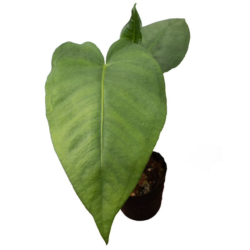 anthurium san antonio Anthurium xanthophylloides