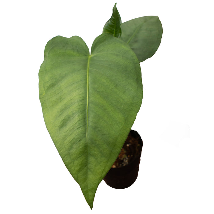 Anthurium xanthophylloides