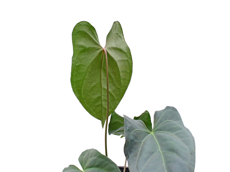 Anthurium Amazon Fox x Anthurium forgetii