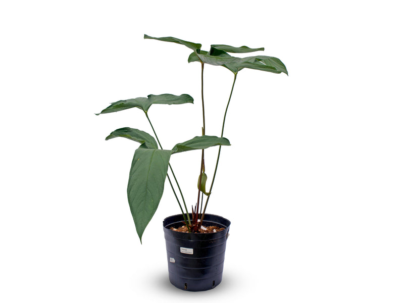 Anthurium Black Leafed Morona