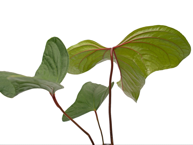 Anthurium Black Leafed Morona