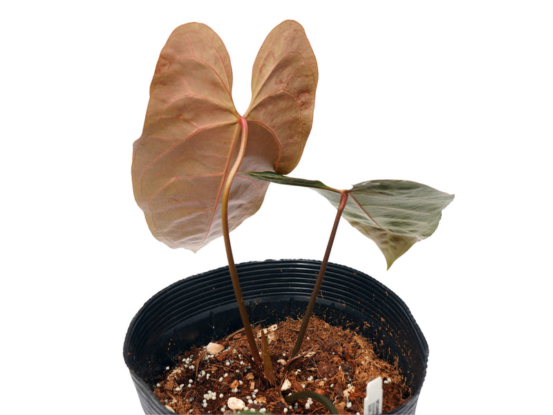 Anthurium Black Snake Soul