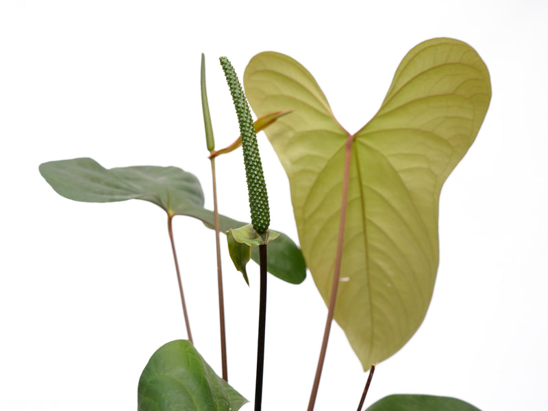 Anthurium Butterfly Ears