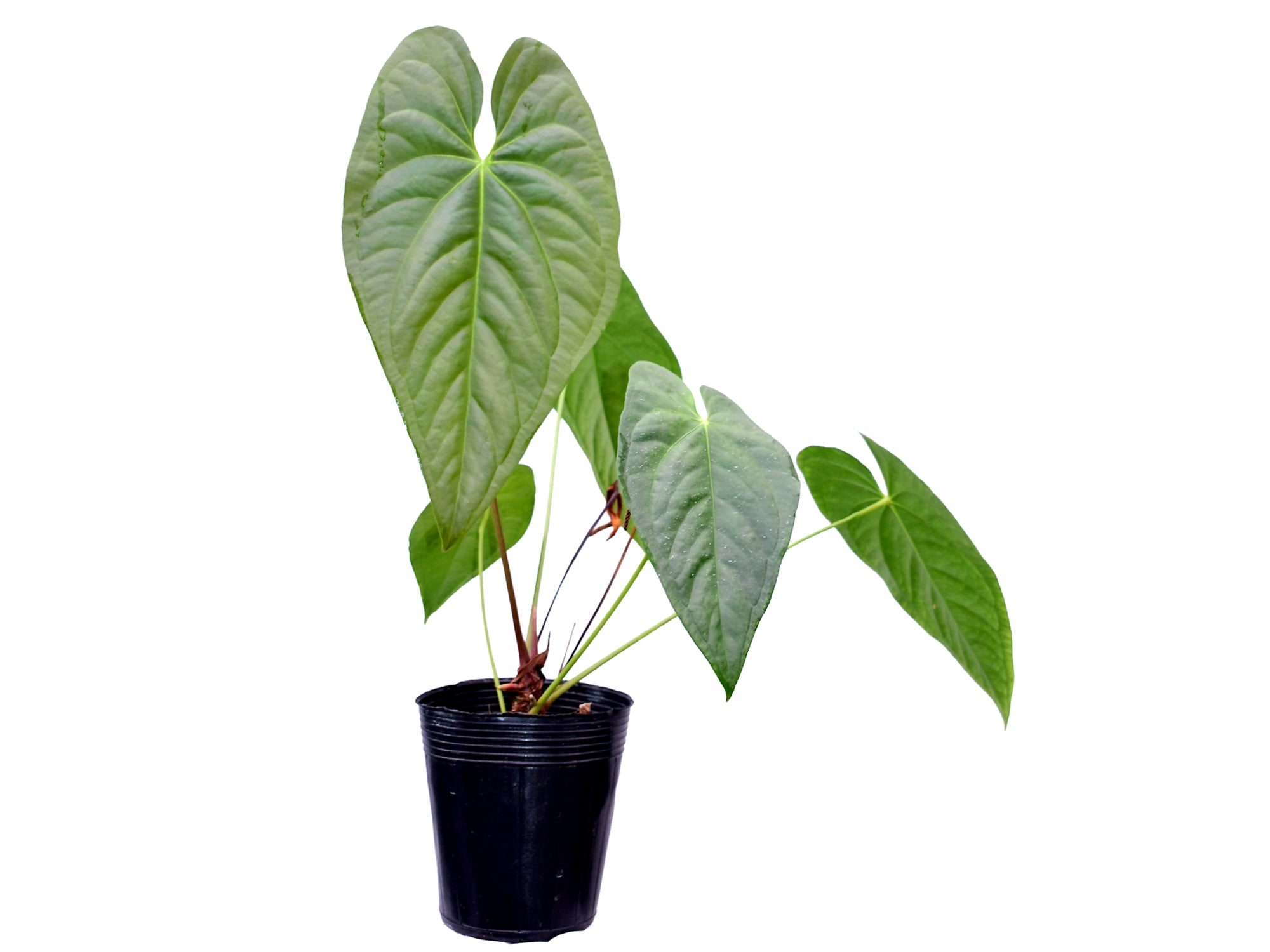 Anthurium Coral Mariposa
