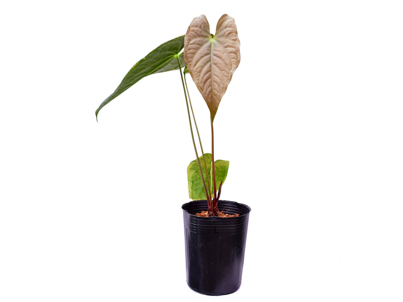 Anthurium Coral Mariposa