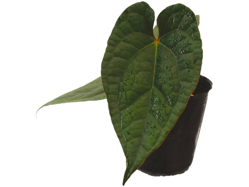 Anthurium Crystal Sky x Anthurium luxurians 'Inverse crossing'