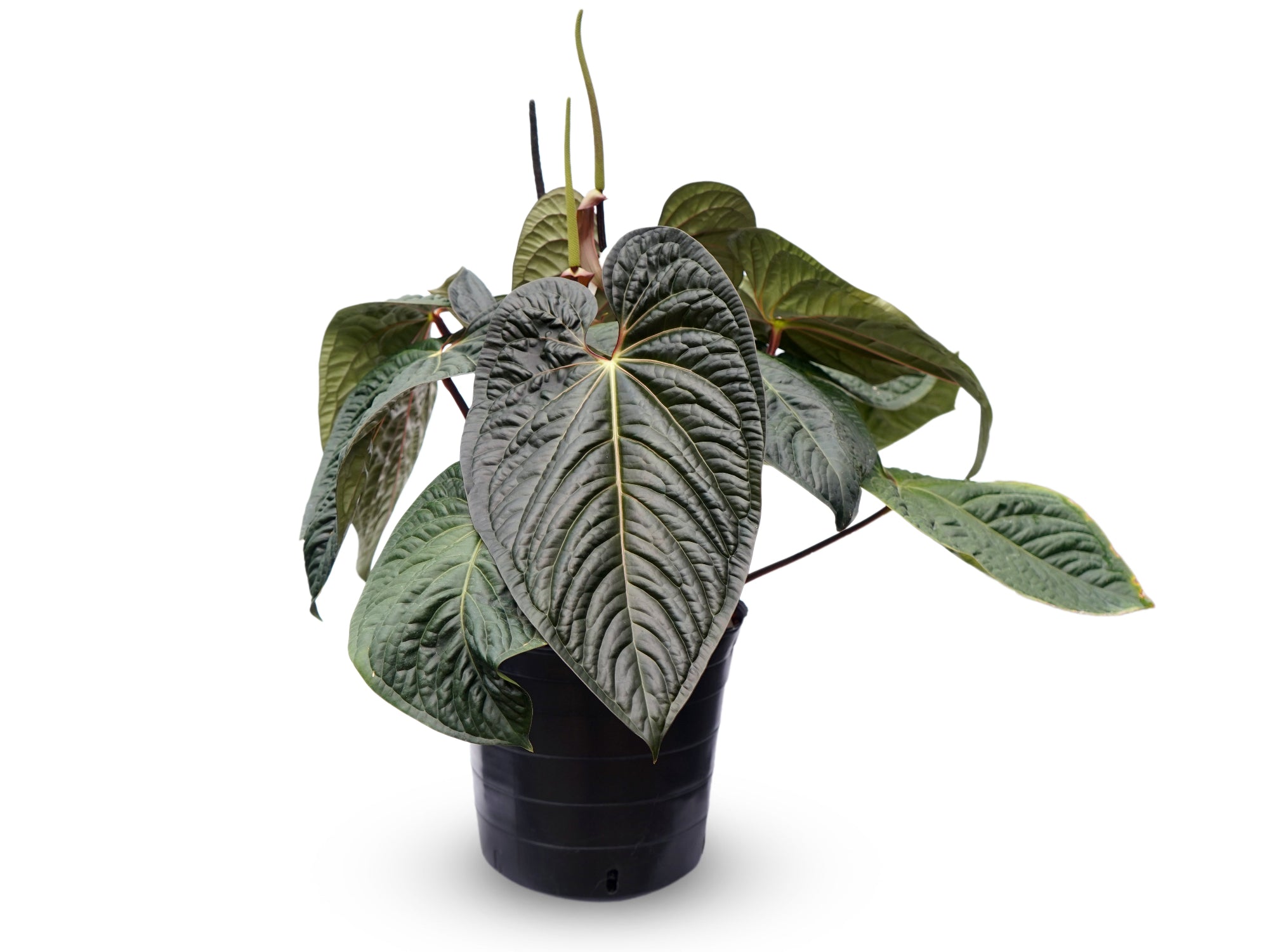 Anthurium Ecuagenera Jubilee