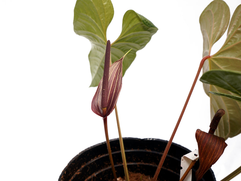 Anthurium El Condor