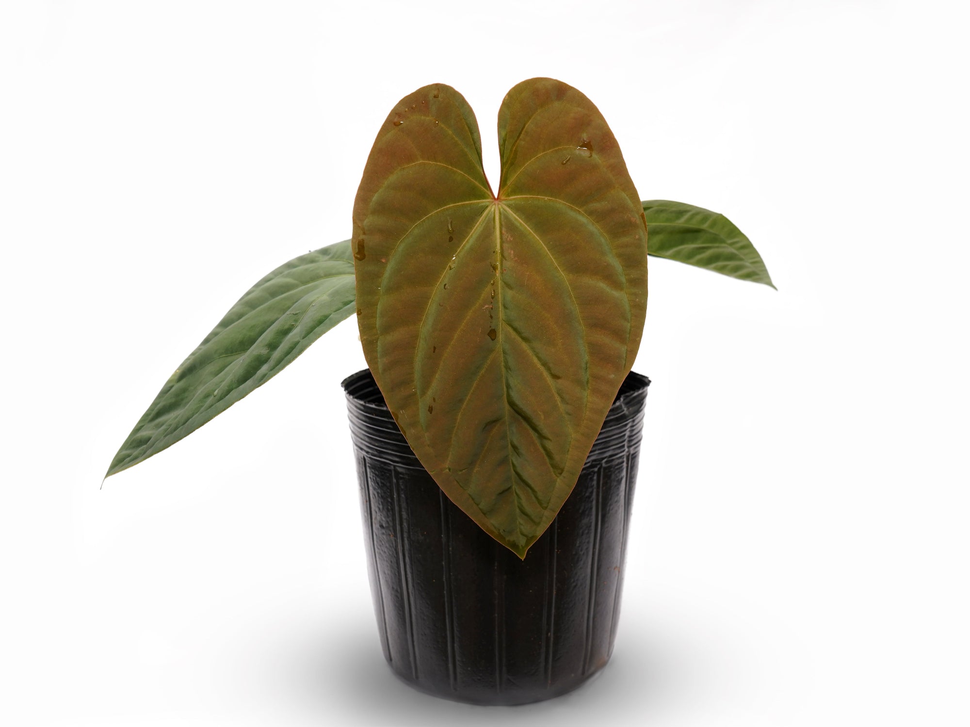 Anthurium Eliarmijos Inspirations
