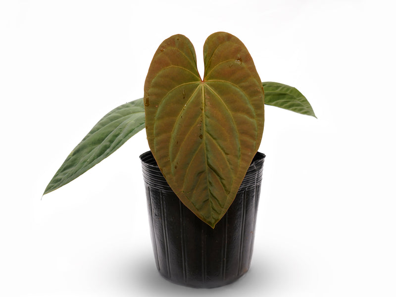 Anthurium Eliarmijos Inspirations