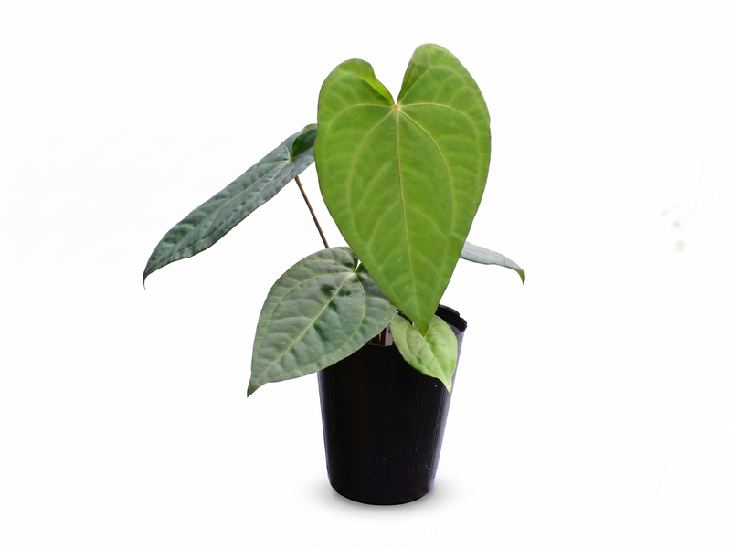 Anthurium Green Heart x (Anth. Dr. Block x Red Crystal NSE)