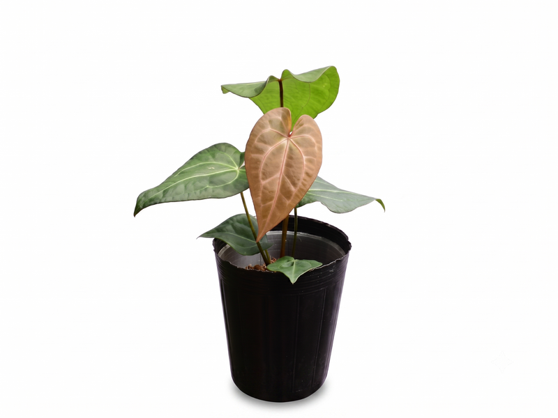 Anthurium Green Heart x (Anth. Dr. Block x Red Crystal NSE)