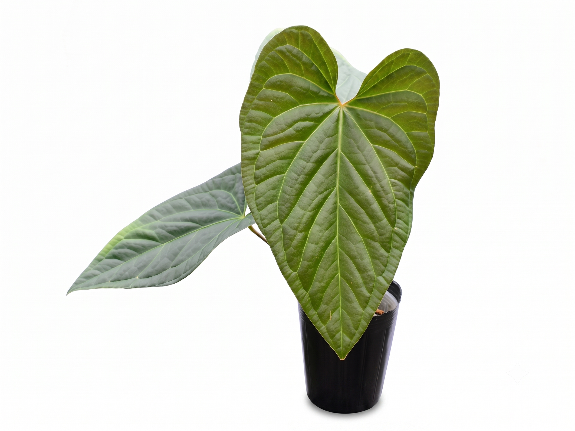 Anthurium Halloween Night x Anthurium Urban Jungle