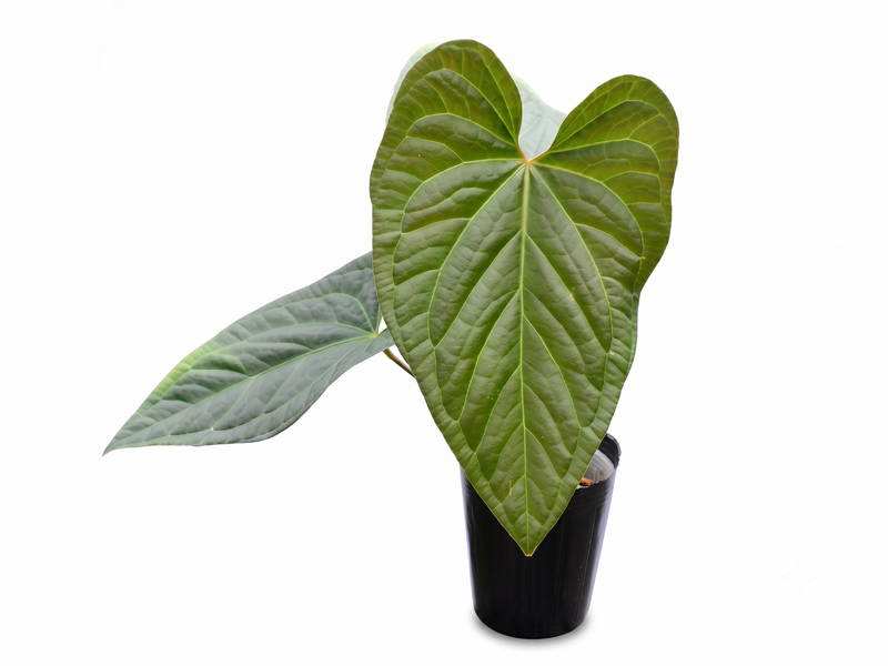 Anthurium Halloween Night x Anthurium Urban Jungle