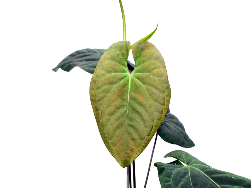 Anthurium Heart of The Anaconda