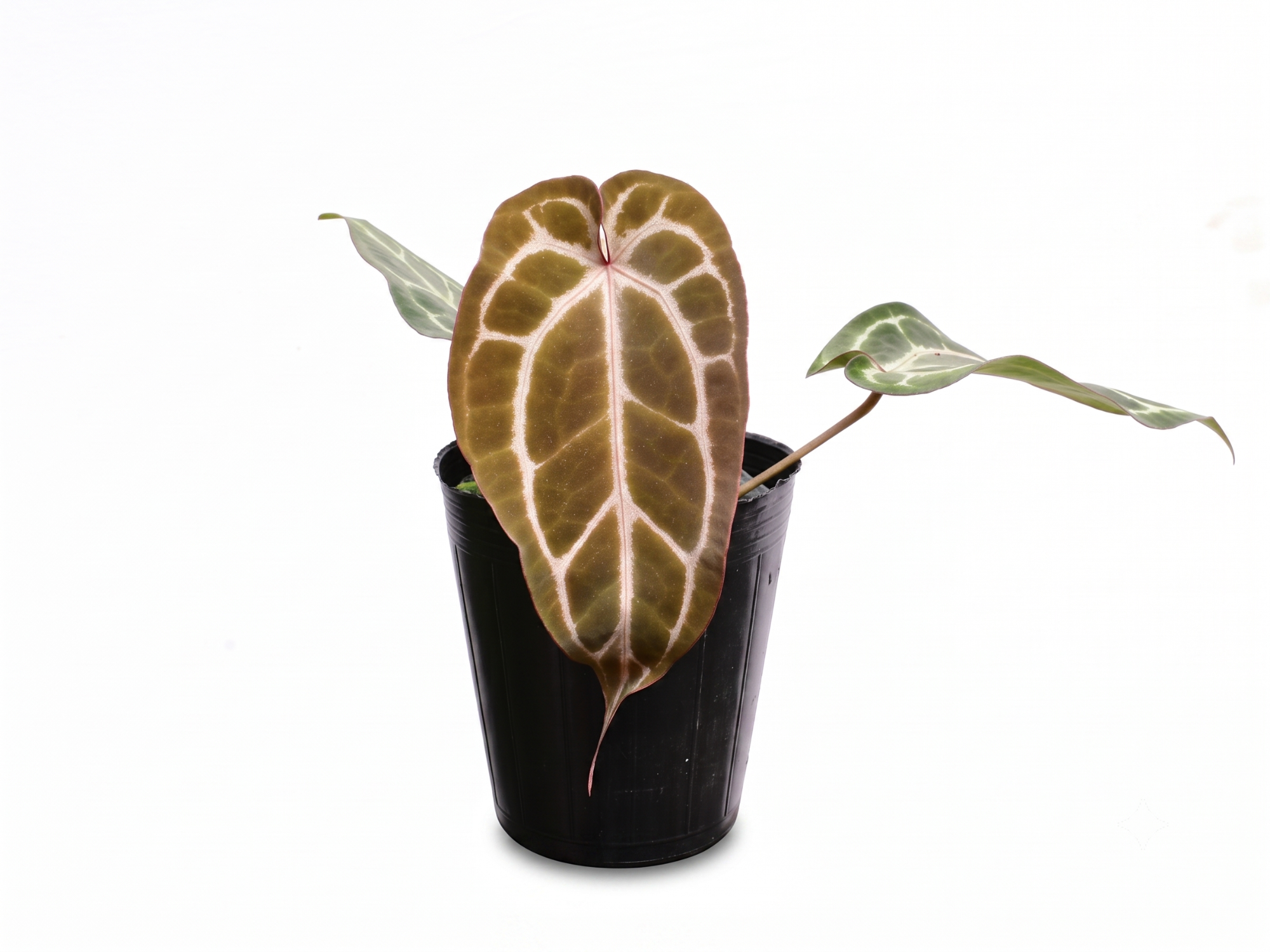 Anthurium Ingrid's Crystal x (Anth. Dr. Block F2 x NSE red Crystal)