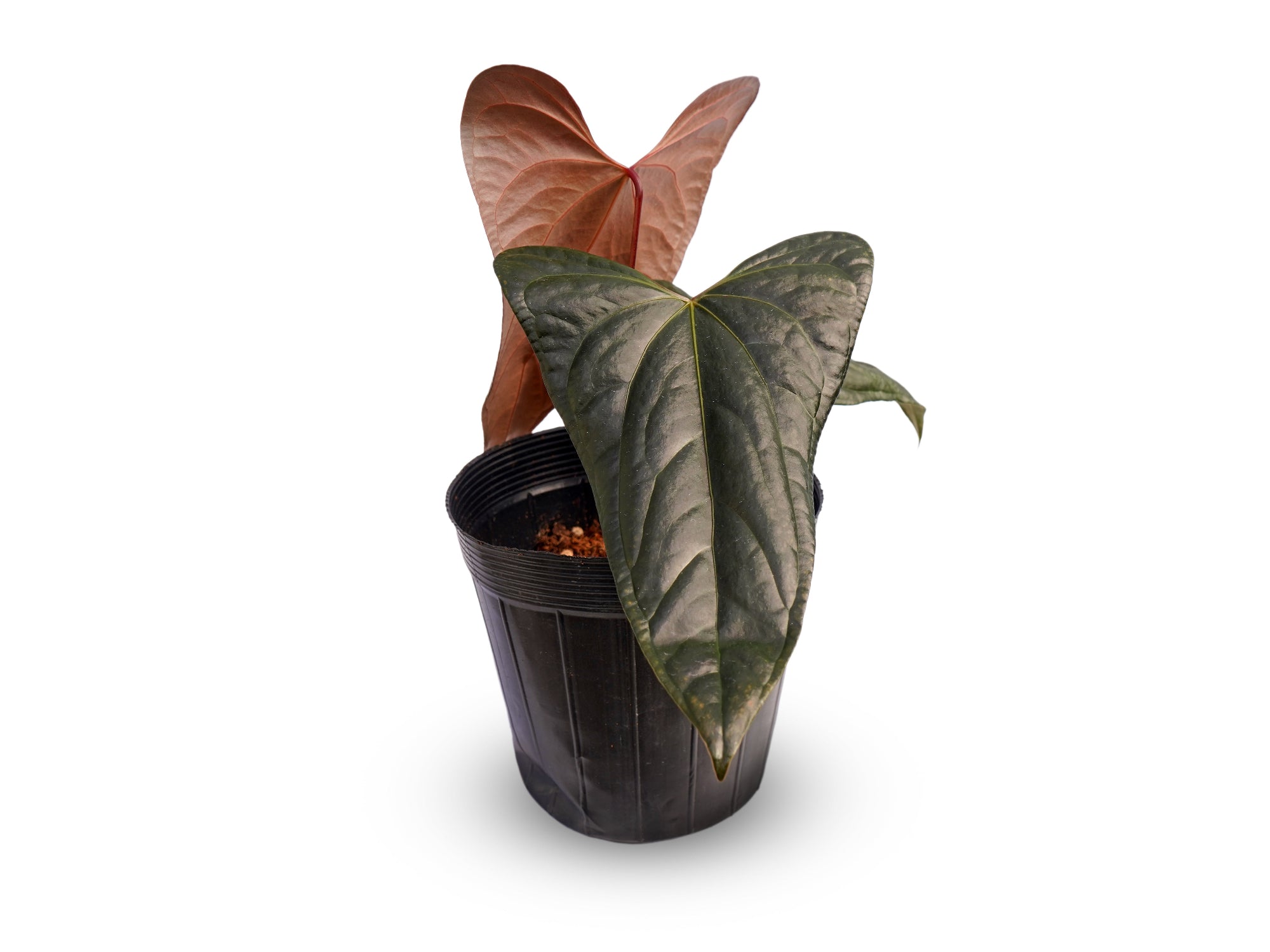 Anthurium Jungle Of Cuyabeno