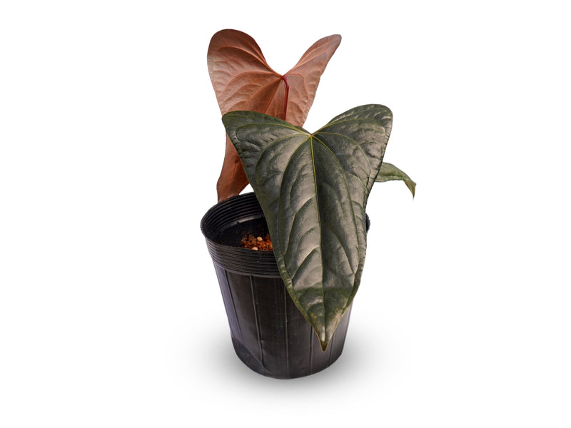 Anthurium Jungle Of Cuyabeno