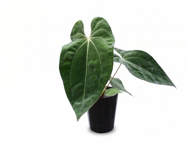 Anthurium Lavinia x (Anth. Silver Streak x Anth. besseae aff)