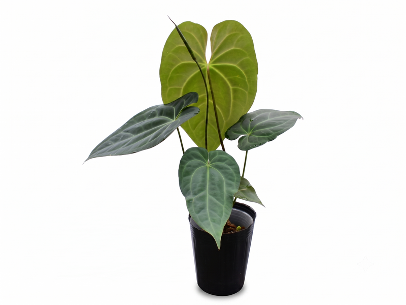 Anthurium Lavinia x (Anth. Silver Streak x Anth. besseae aff)