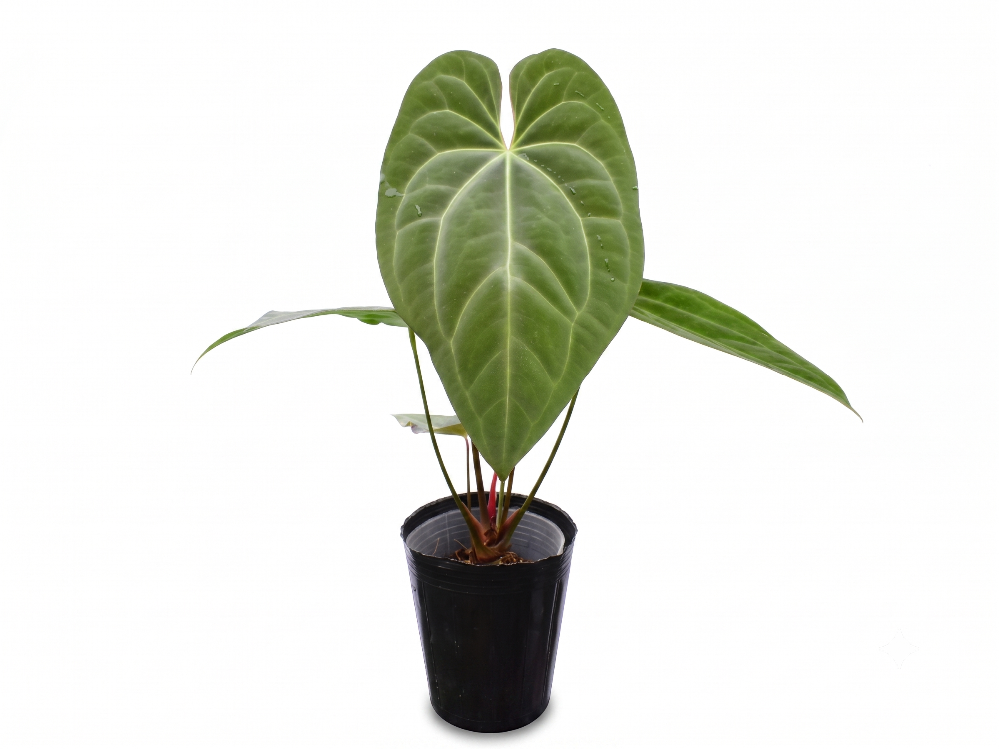Anthurium Lavinia x (Anth. Silver Streak x Anth. besseae aff)