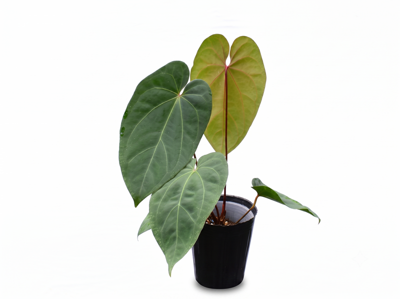 Anthurium Lavinia x Anthurium Titanium 'Fantasy'