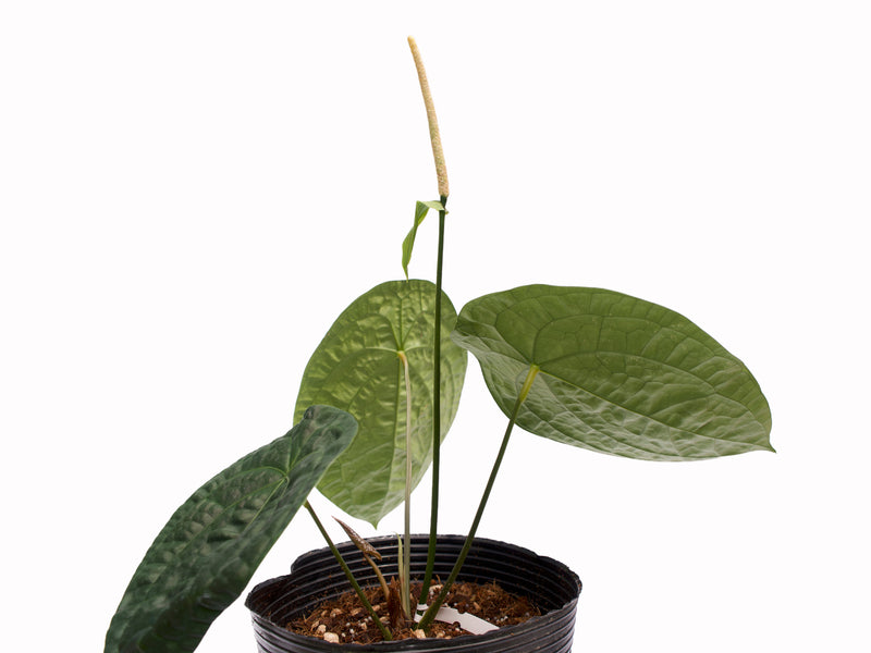 Anthurium Louis Forget