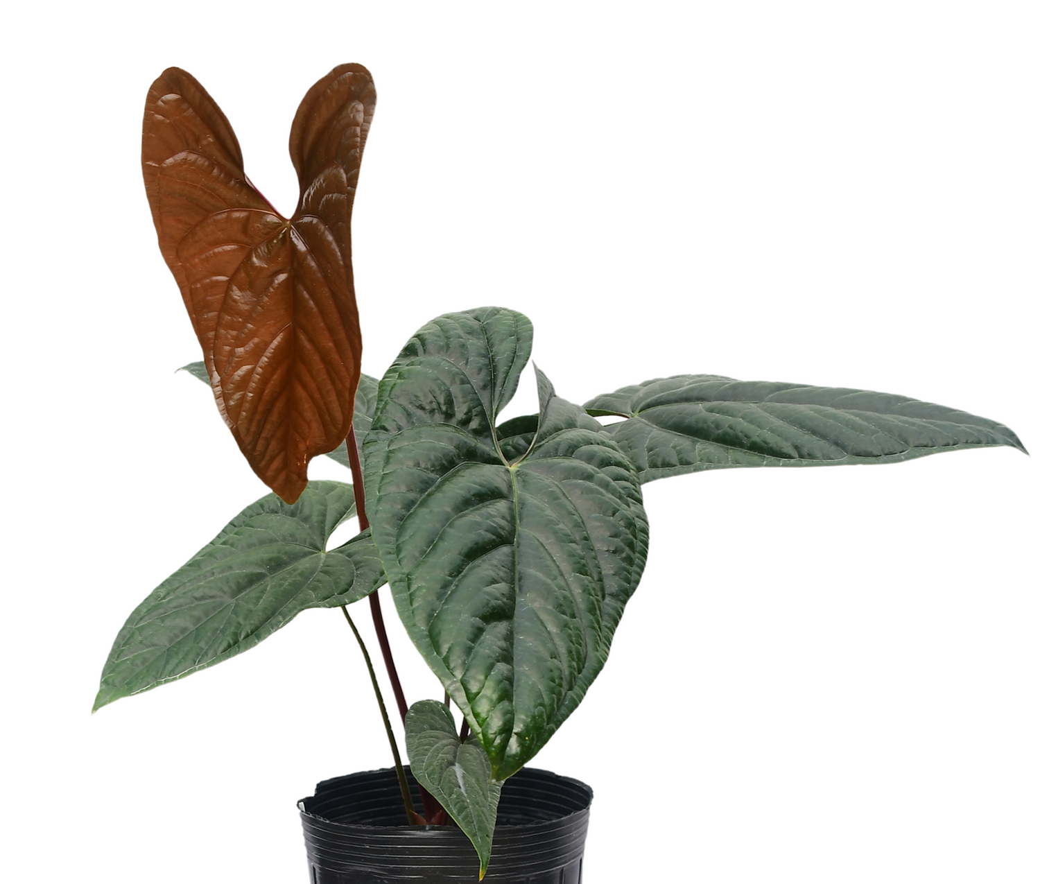 Anthurium Luxury Jungle 'Inverse crossing' — Ecuagenera Orquídeas Anthurium Luxury Jungle 'Inverse crossing' — Ecuagenera Orquídeas