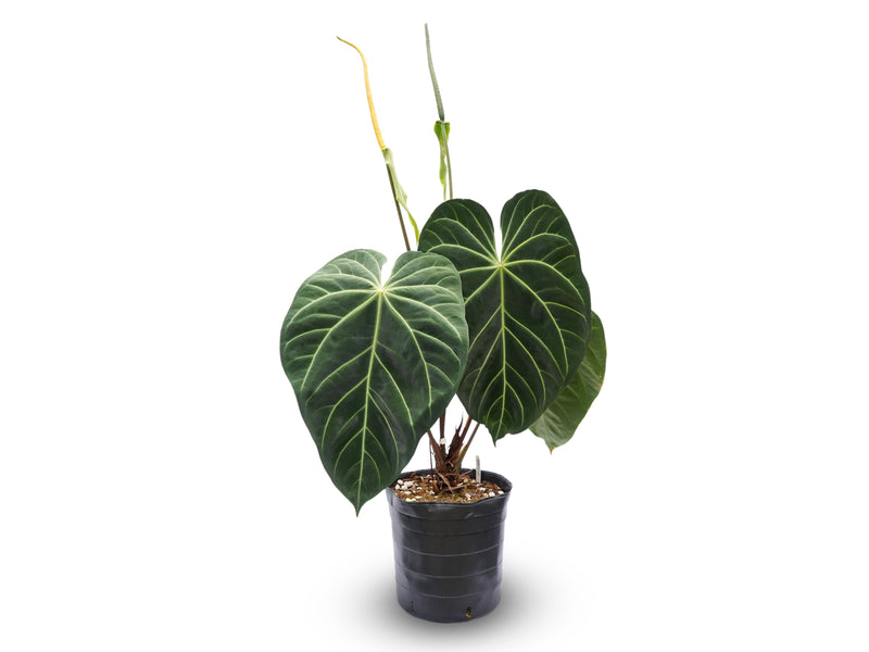 Anthurium Magnificent Girl