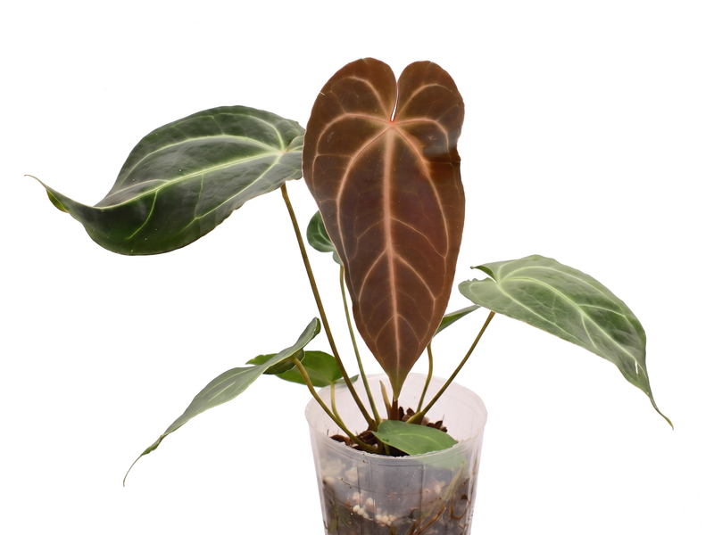 Anthurium Magnificent Silver 'Hibrido'