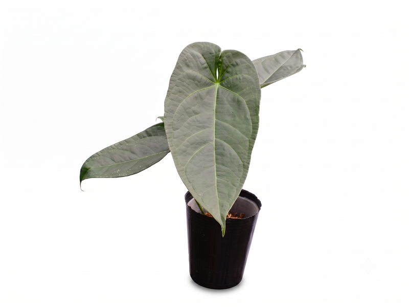 Anthurium Magnificent Silver x (Anth. Jungle Dreams x Anth. nigrolaminum 'Gigi')