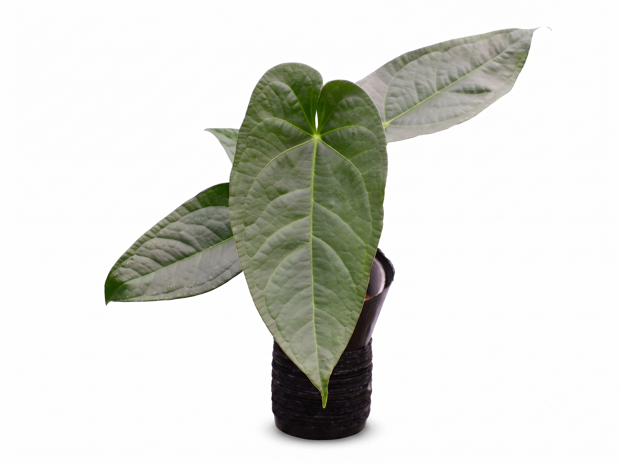 Anthurium Magnificent Silver x (Anth. Jungle Dreams x Anth. nigrolaminum 'Gigi')