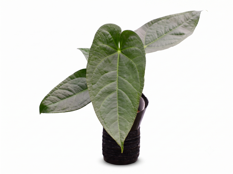 Anthurium Magnificent Silver x (Anth. Jungle Dreams x Anth. nigrolaminum 'Gigi')