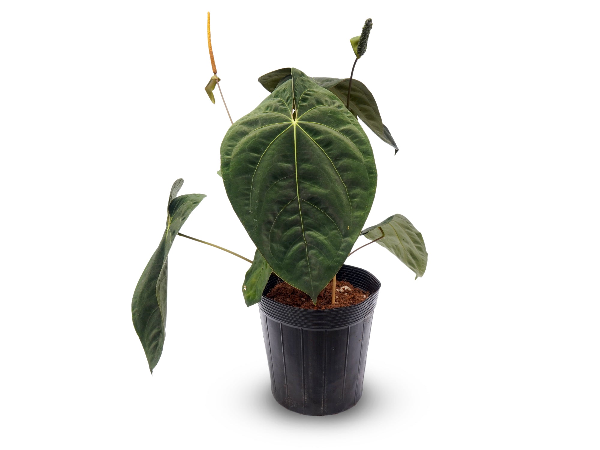 Anthurium Midnight Moon — Ecuagenera Orquídeas del Ecuador