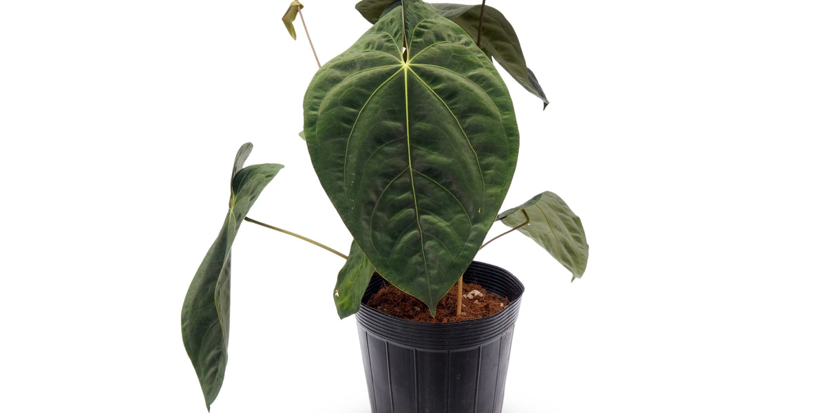 Anthurium Midnight Moon — Ecuagenera Orquídeas del Ecuador