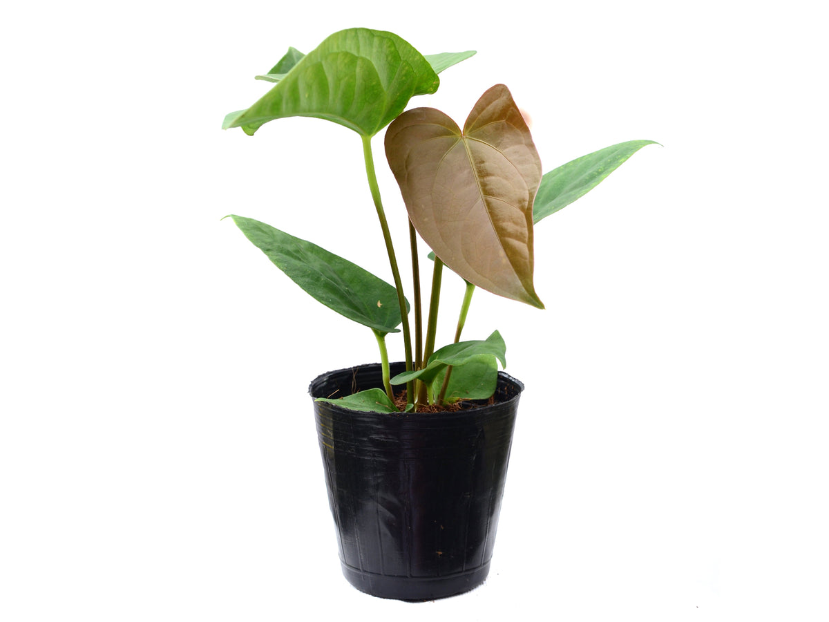 Anthurium Noel's Novelty x Anthurium dressleri