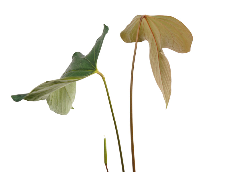 Anthurium One Night in Morona