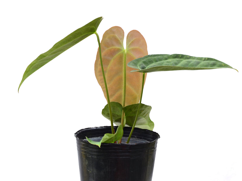 Anthurium Pink Crystal x Anth. papillilaminum