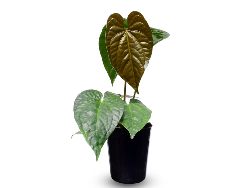 Anthurium Portilla Dreams x Anthurium Luxury Jungle