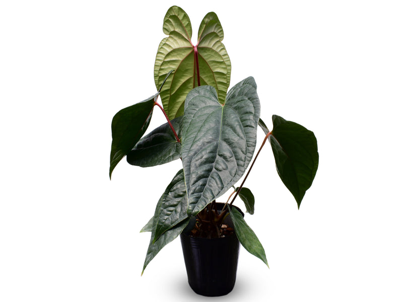 Anthurium Portilla Dreams x Anthurium Luxury Jungle