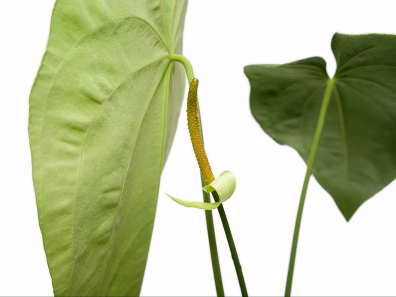 Anthurium Princess of Hearts x Anthurium dressleri 'Gigi'
