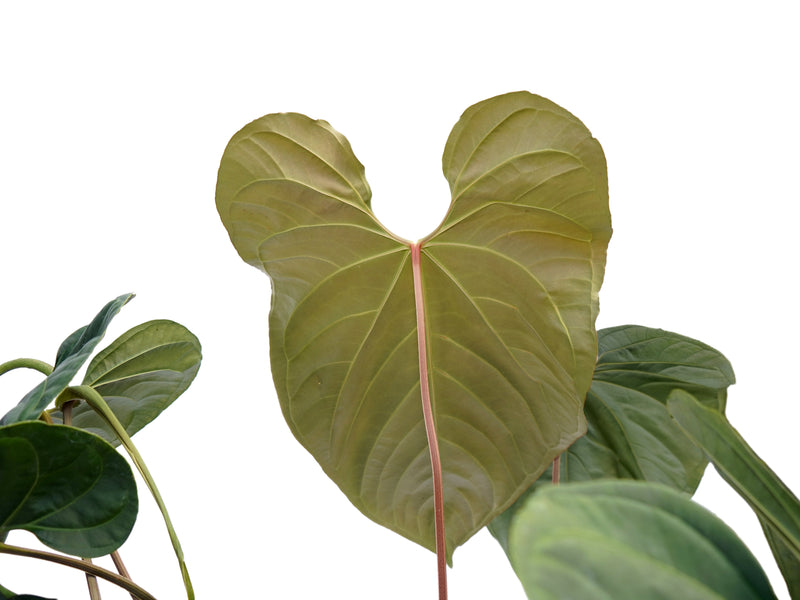 Anthurium Punta de Flecha
